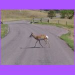 Deer Running Across Street.jpg